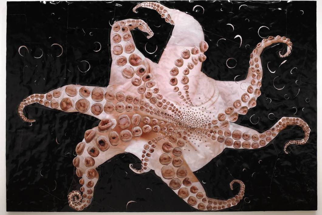 Underside of an Octopus